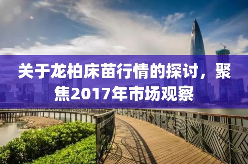 关于龙柏床苗行情的探讨，聚焦2017年市场观察
