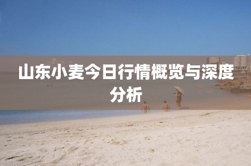 山东小麦今日行情概览与深度分析