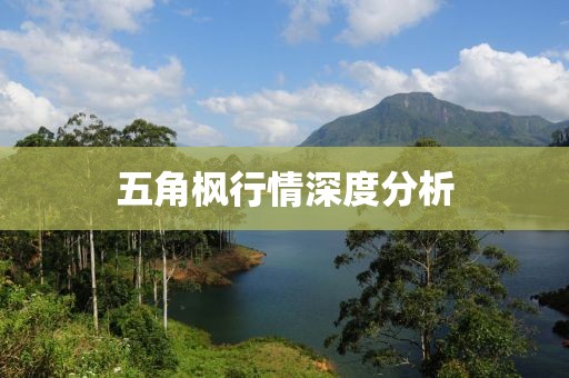 五角枫行情深度分析