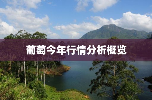 葡萄今年行情分析概览