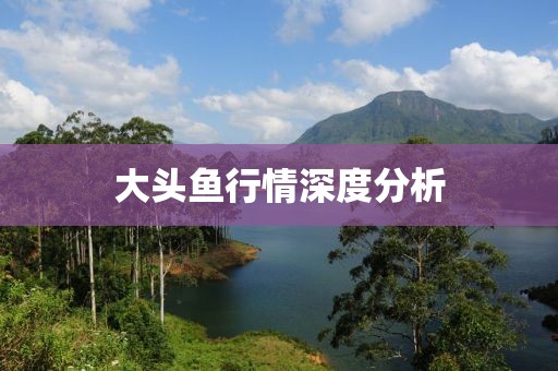 大头鱼行情深度分析