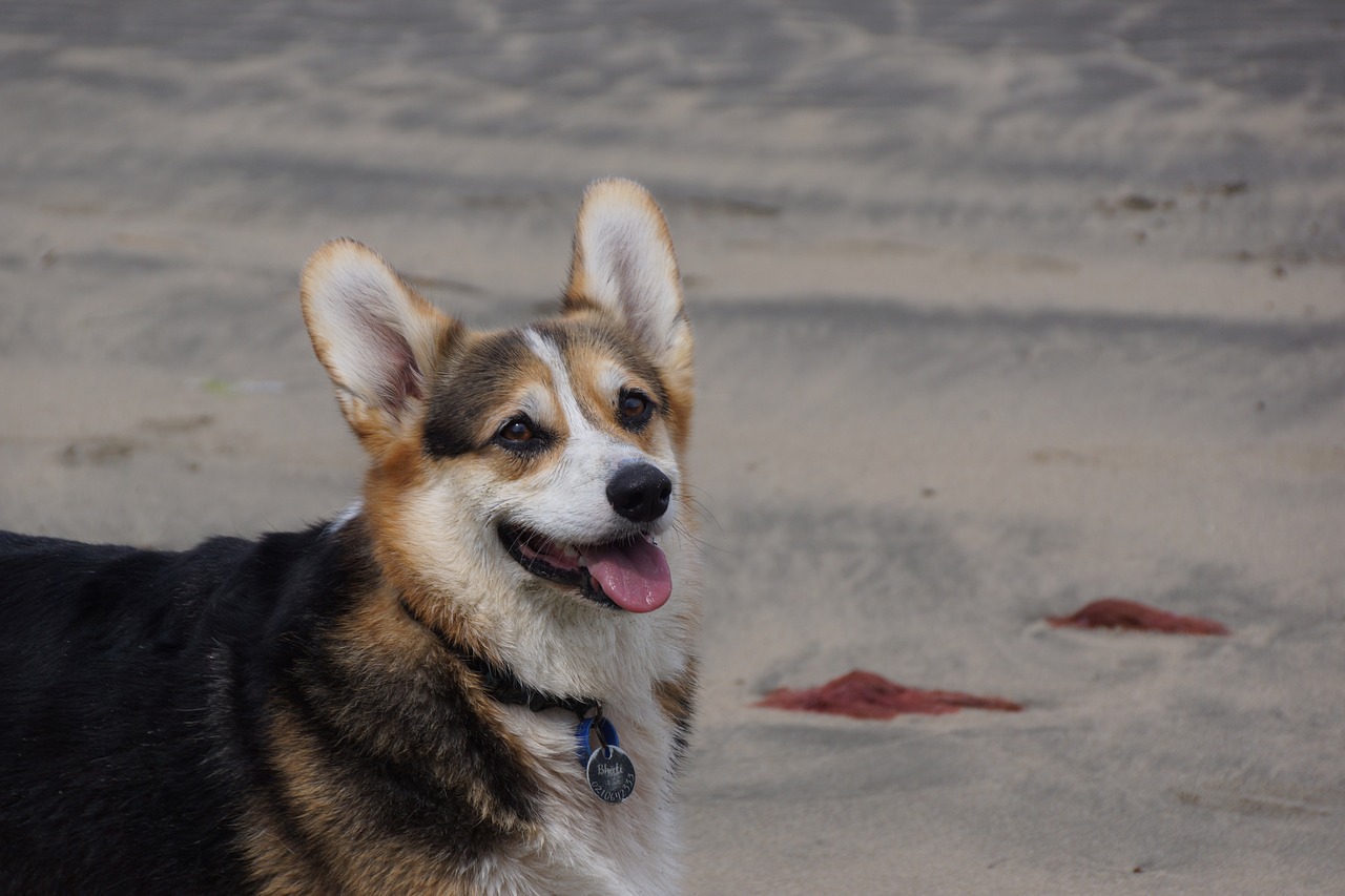 2018年法牛犬行情概览