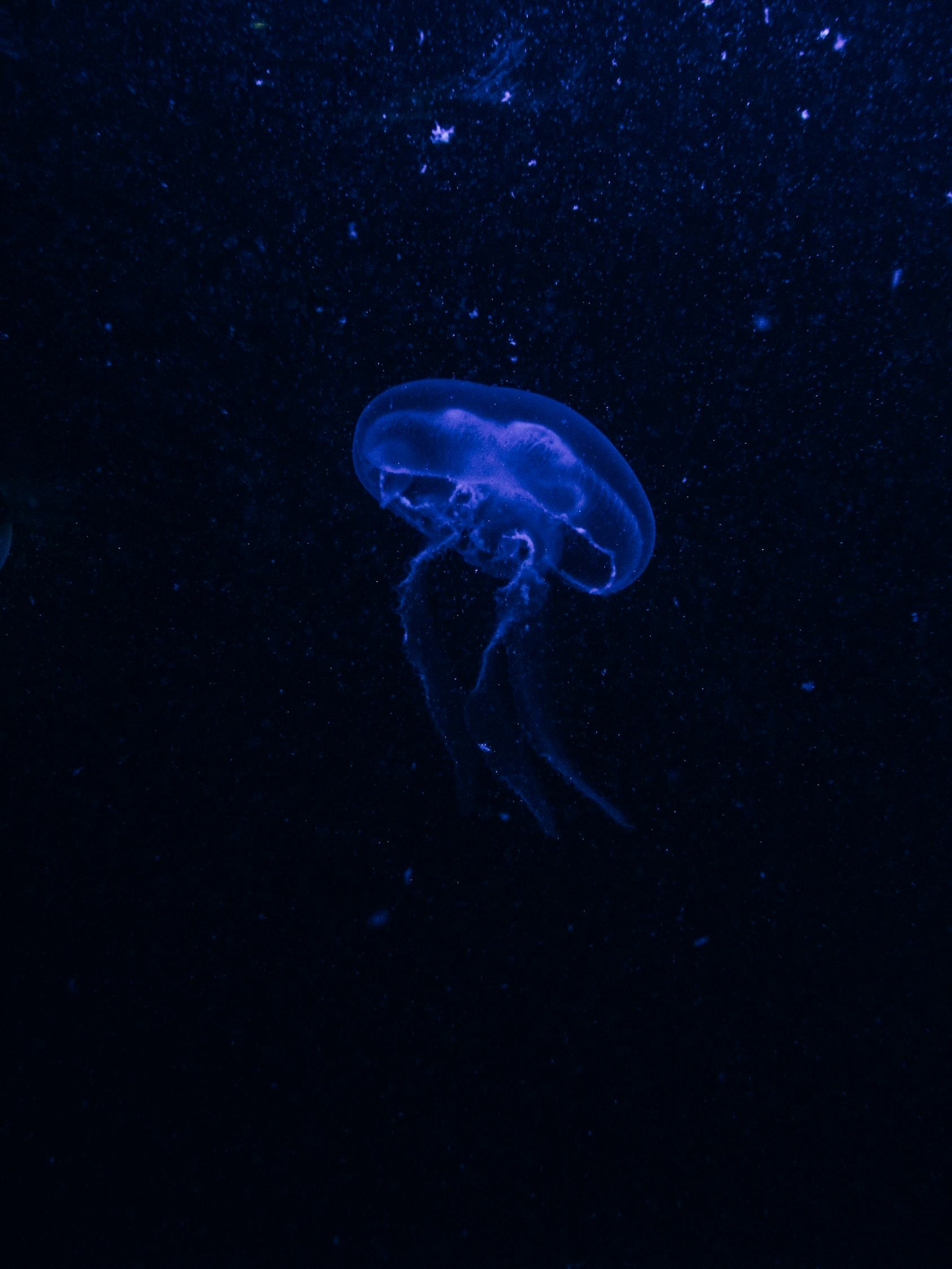 揭秘深海奥秘，最新神秘水生物视频直播展现未知奇迹