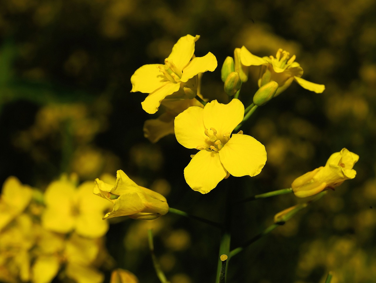 蚌埠赏花攻略，春季赏花指南