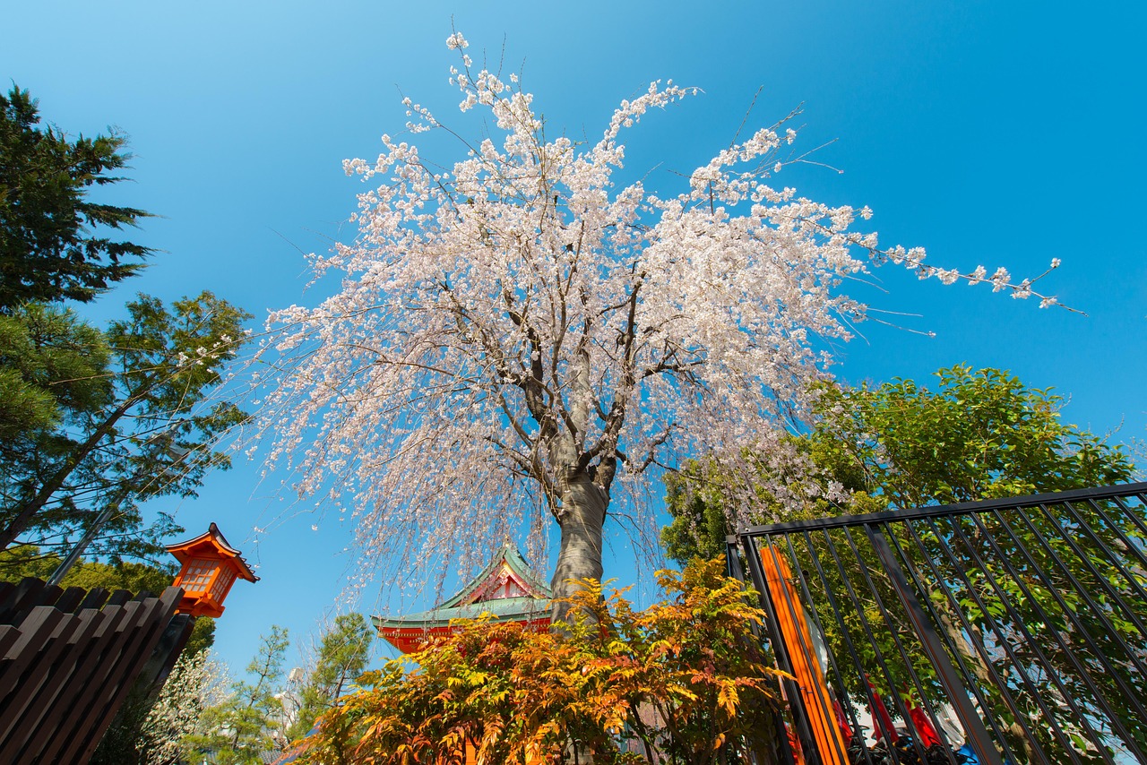 日本电影花芯深度解读与探索
