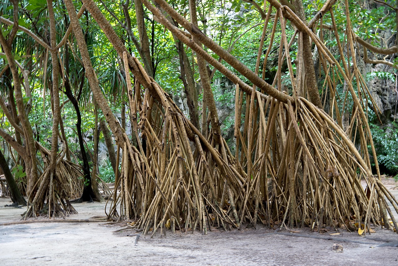 泰国普吉岛最新动态，旅游、发展与环保和谐共进的新篇章