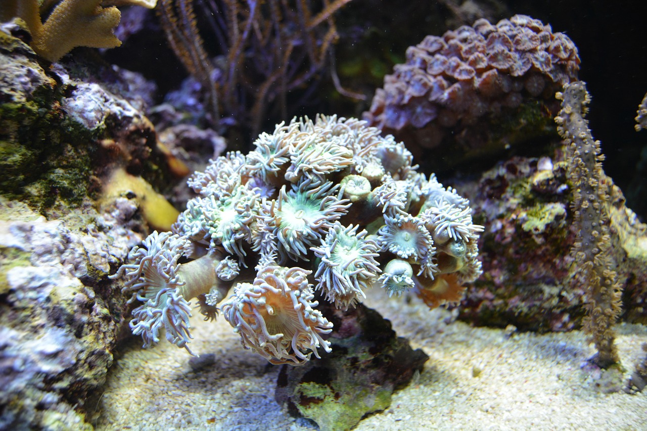 中国海洋馆排名揭晓，探寻最佳海洋生物展示场所