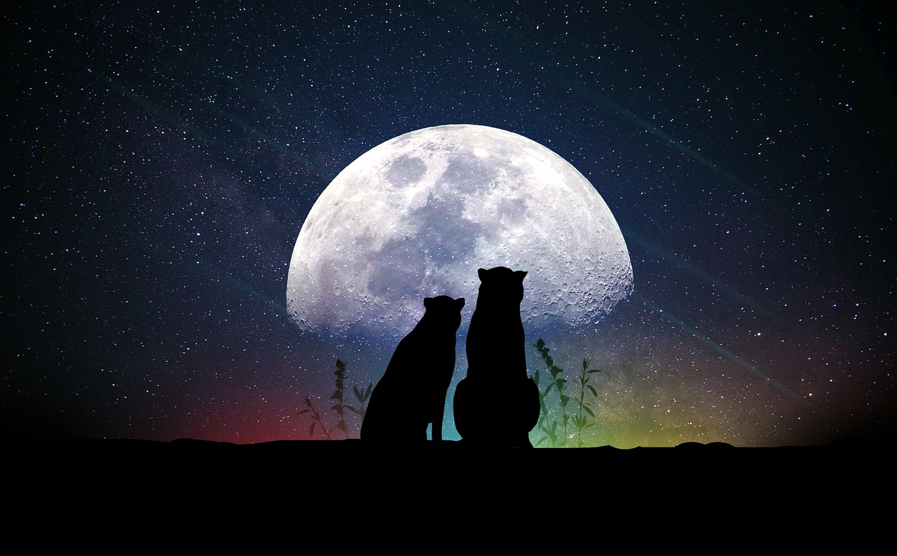 明星电视台，探索星光璀璨的舞台