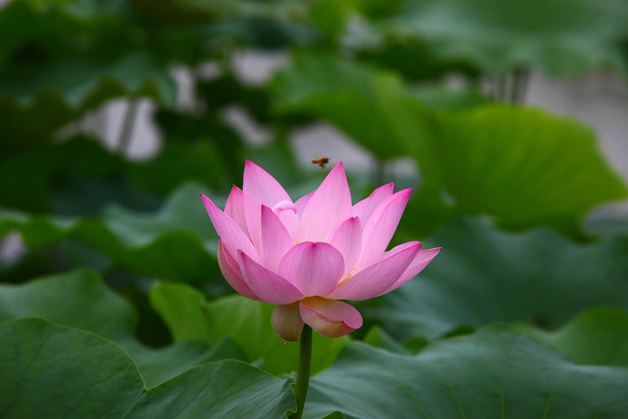 济宁南风花园最新动态揭秘，未来美好蓝图展望