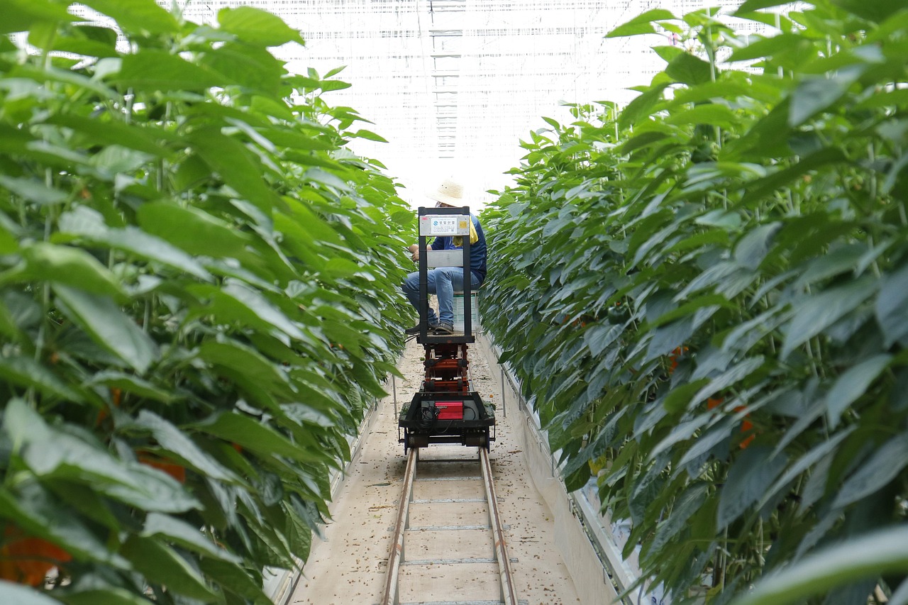现代农业种植技术的奥秘揭秘