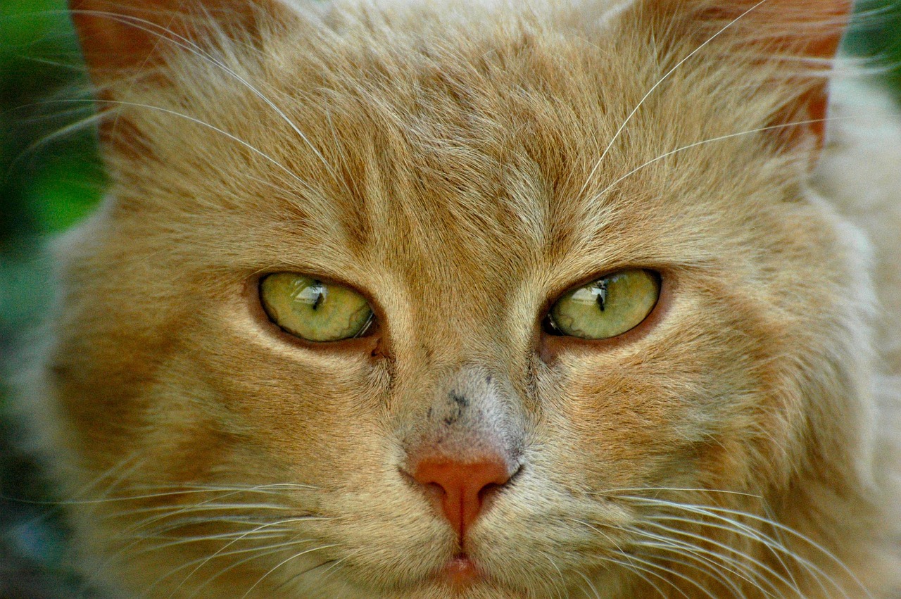 猫咪最新求助呼唤，关爱与救助的力量在行动