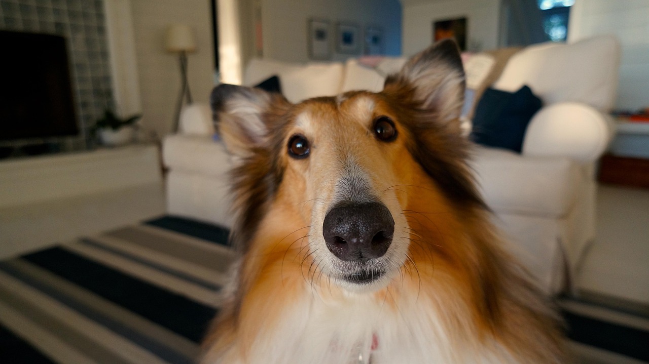 马尔济斯犬价格探讨，影响价格的因素分析
